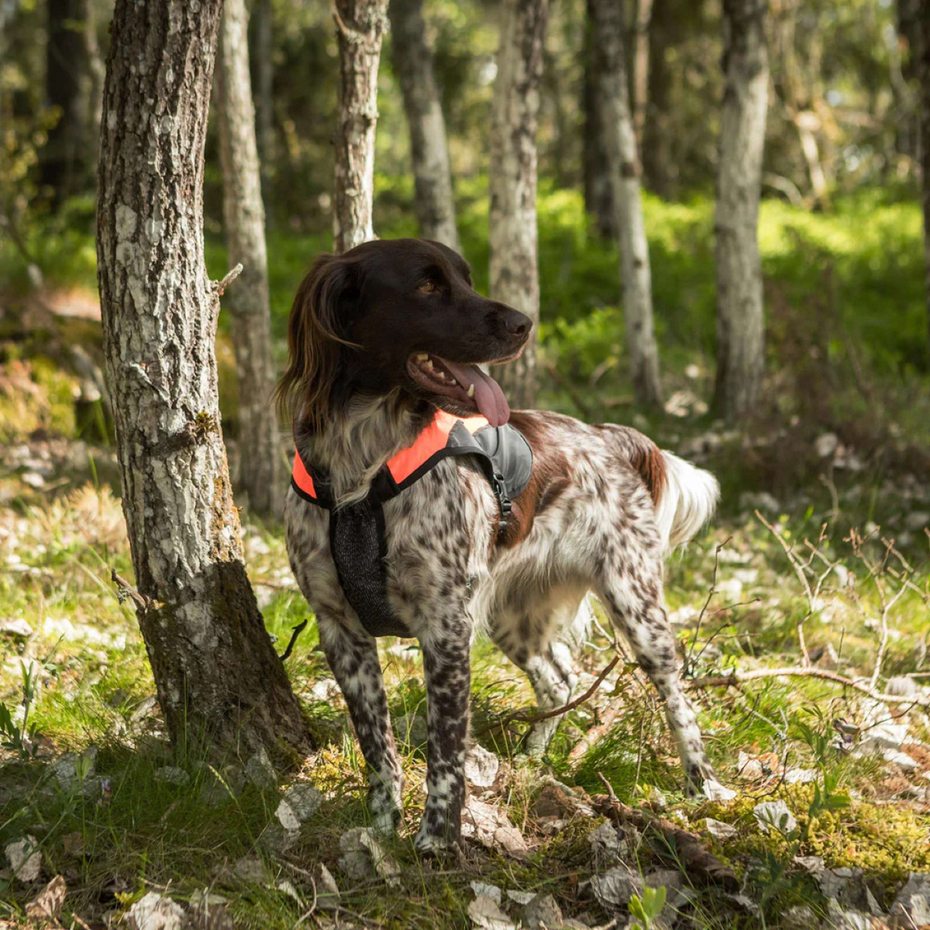 Back on Track Hundejacke TRAKK Reflektierend Orange - Image 7