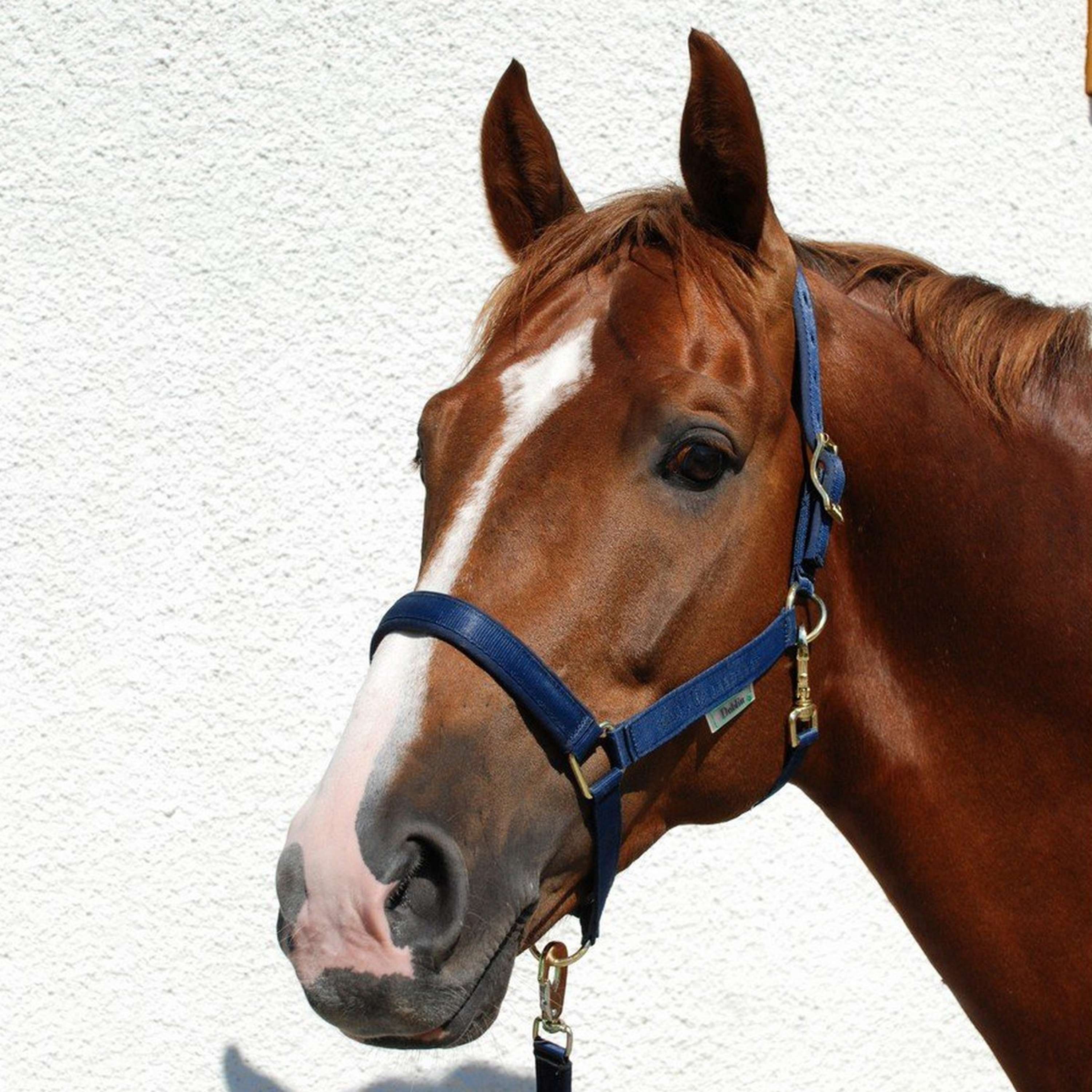 Bucas Halfter Dublin Foal Navy - Image 3