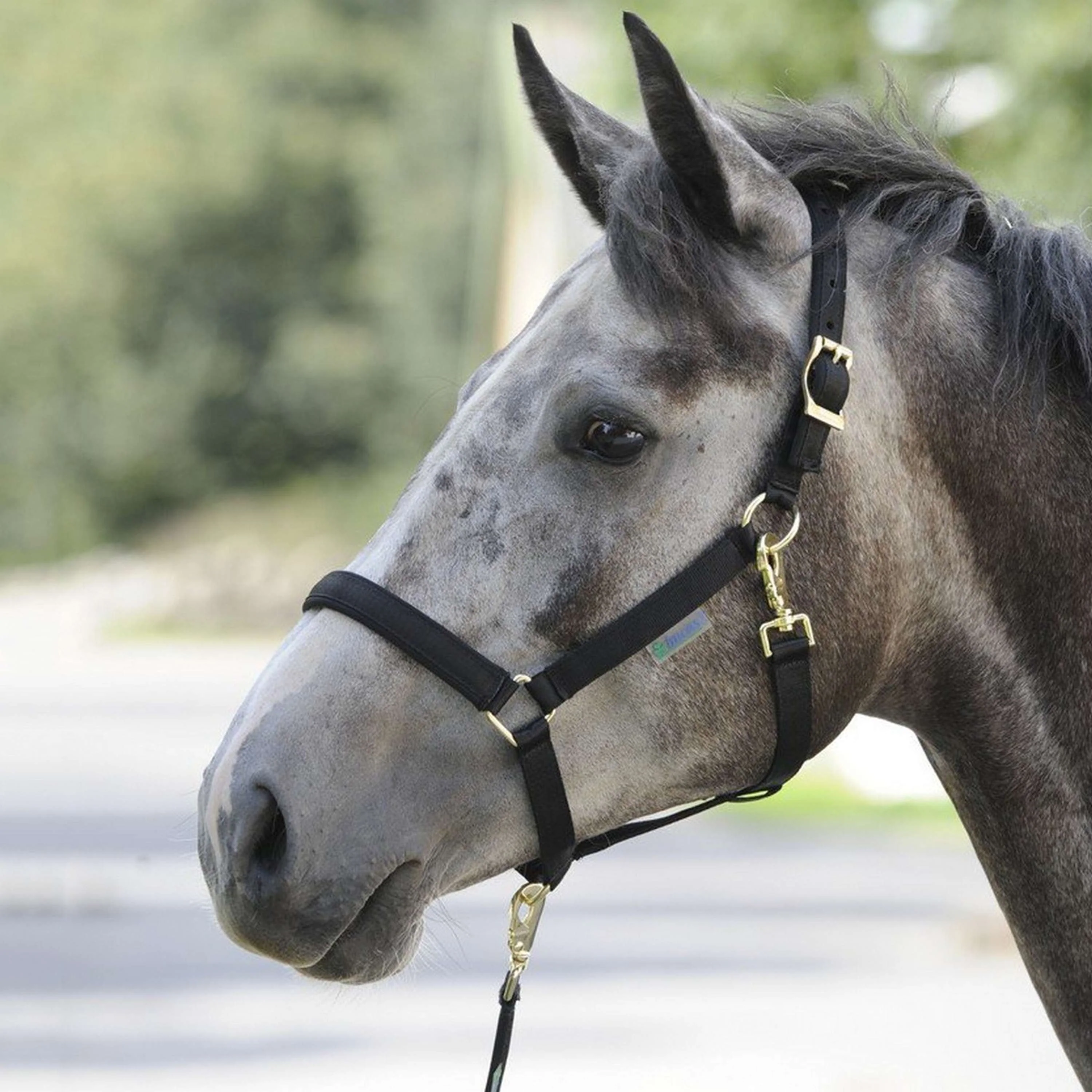 Bucas Halfter Dublin Foal Schwarz - Image 2
