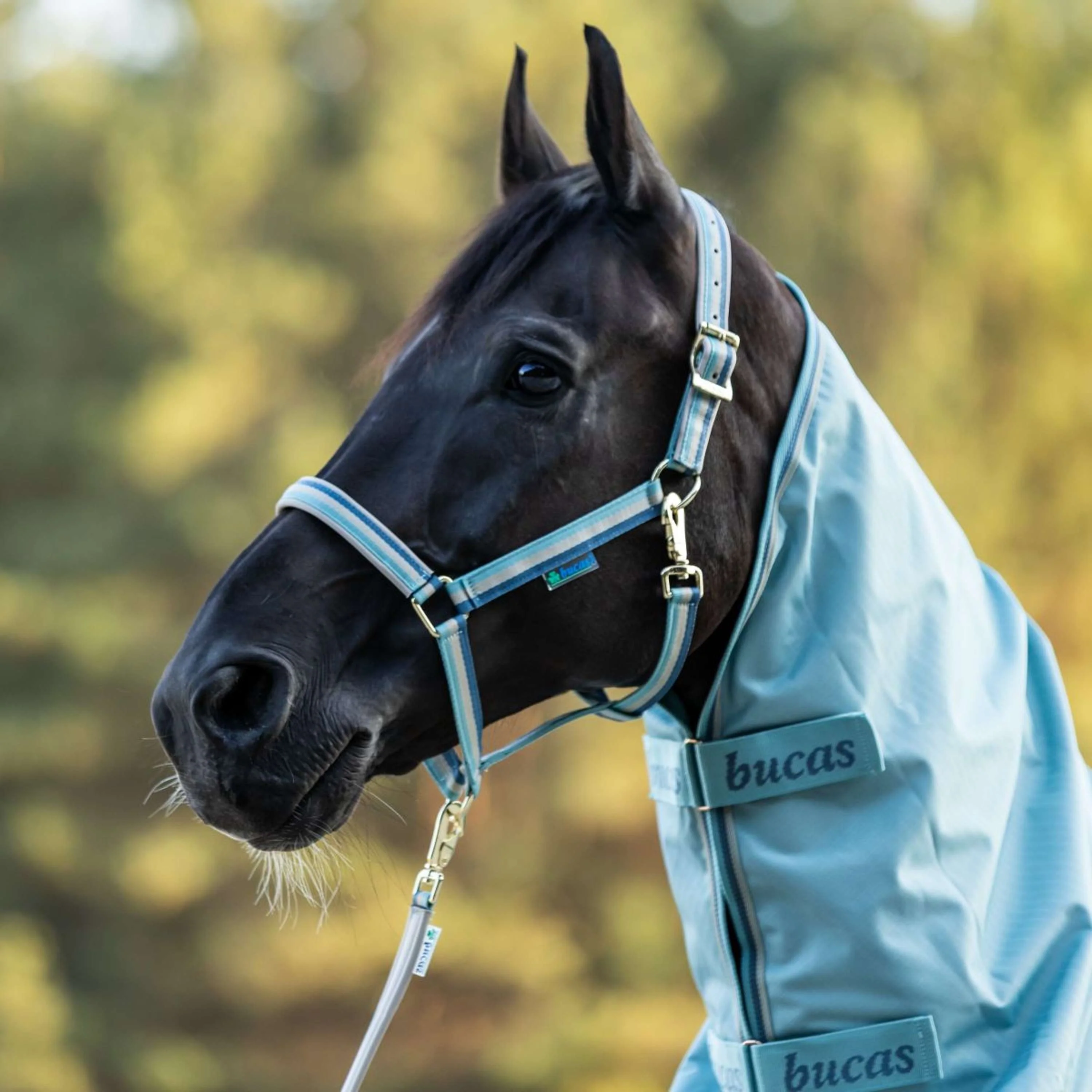 Bucas Halfter Dublin Turquoise - Image 2