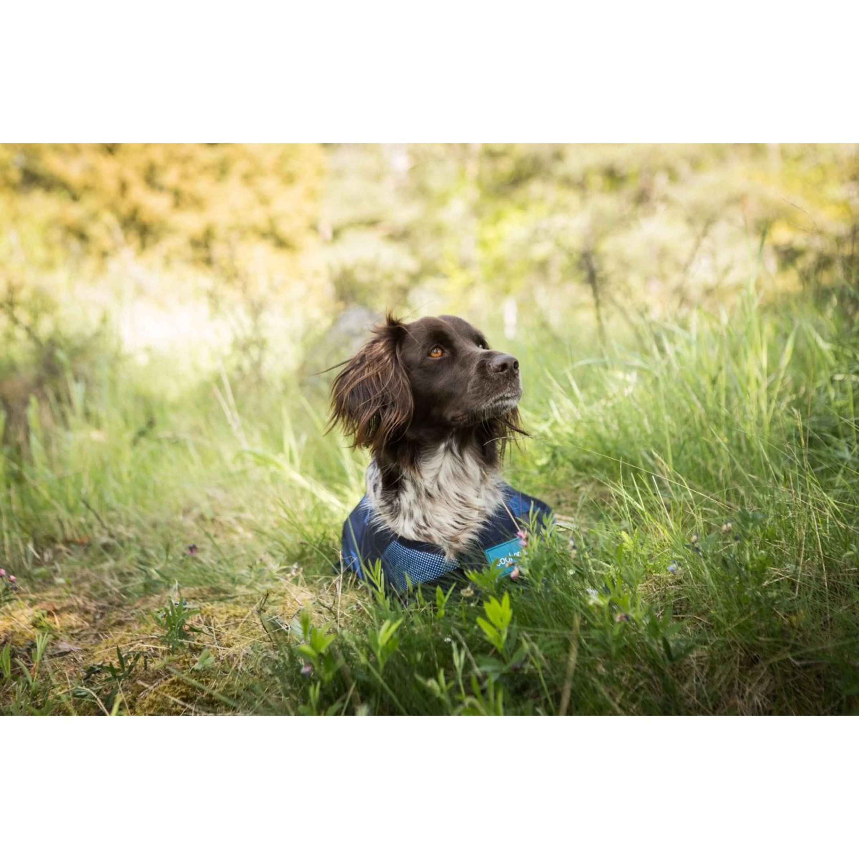 Cool on Track Hundejacke 2.0 Blau - Image 3