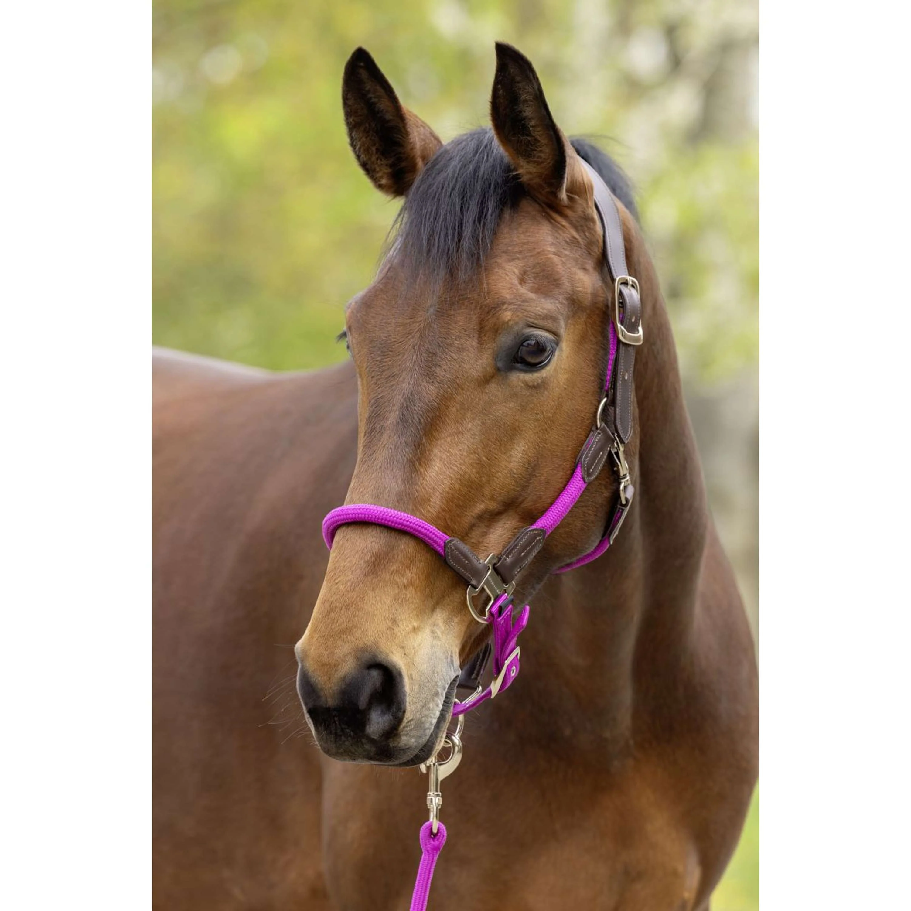 Covalliero Halfter SS26 Light Berry - Image 2