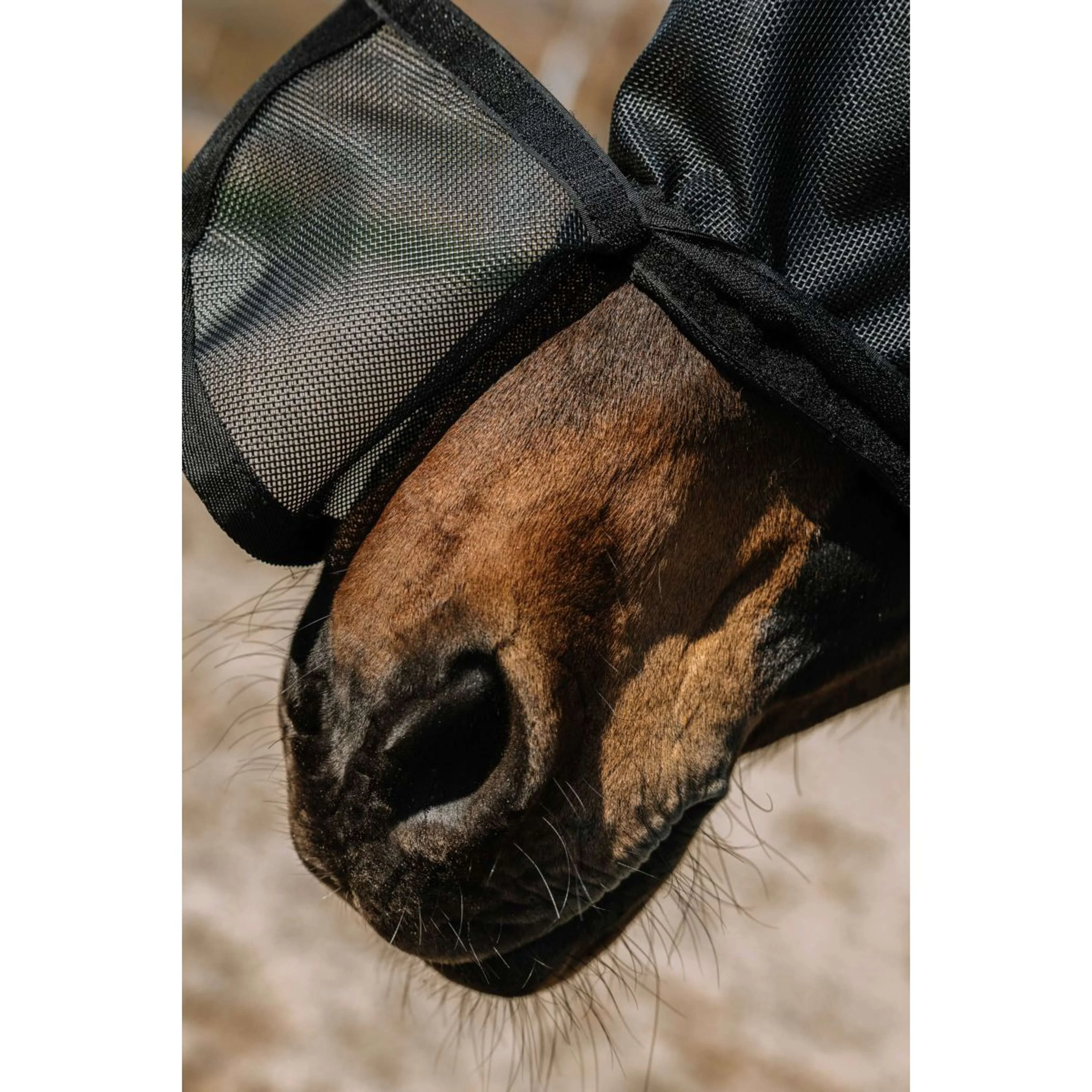 EQUITHÈME Fliegenmaske Protec mit UV-Schutz Schwarz - Image 6