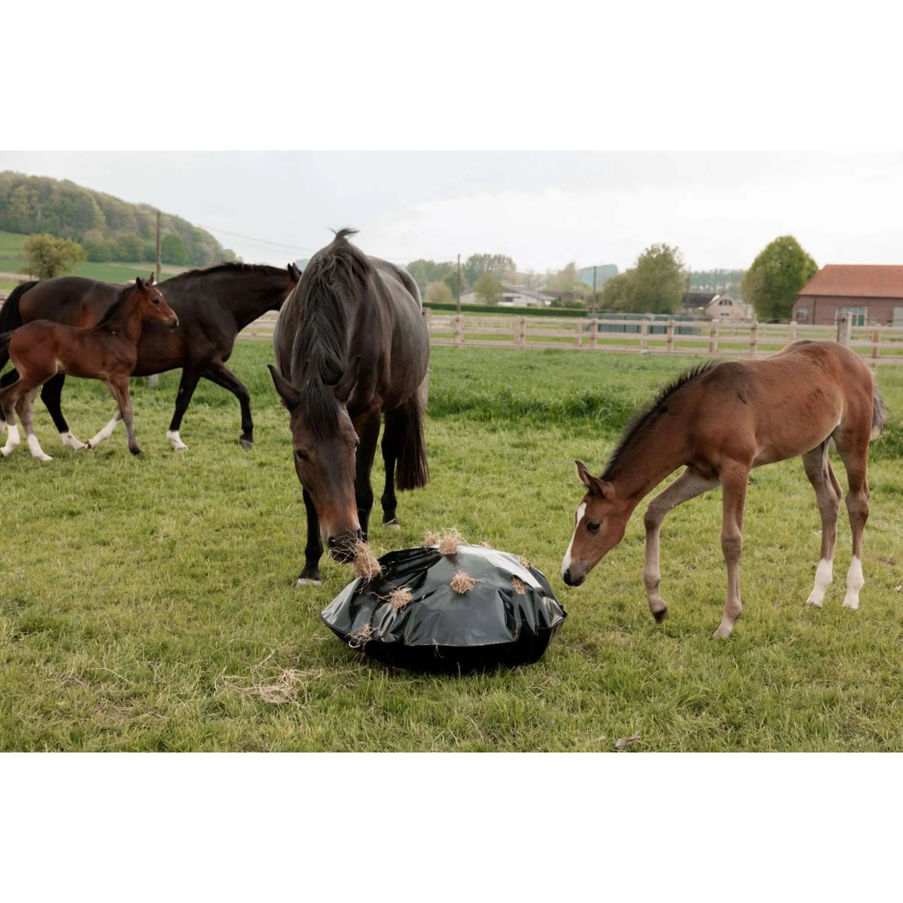 Grooming Deluxe by Kentucky Slow Feeder Play & Haybag Round - Image 6