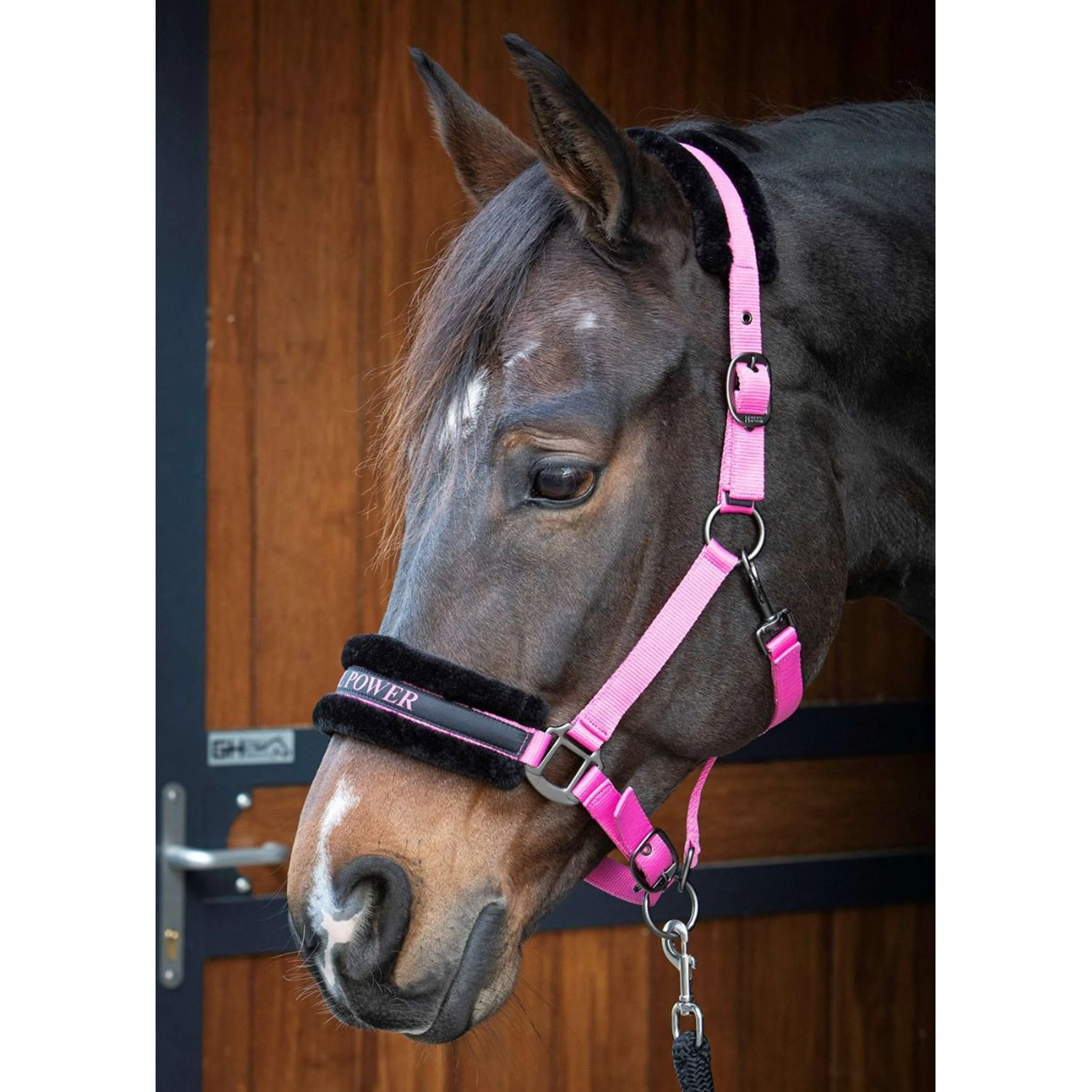 Harry's Horse Halfter Lyrics Quotes Rosa
