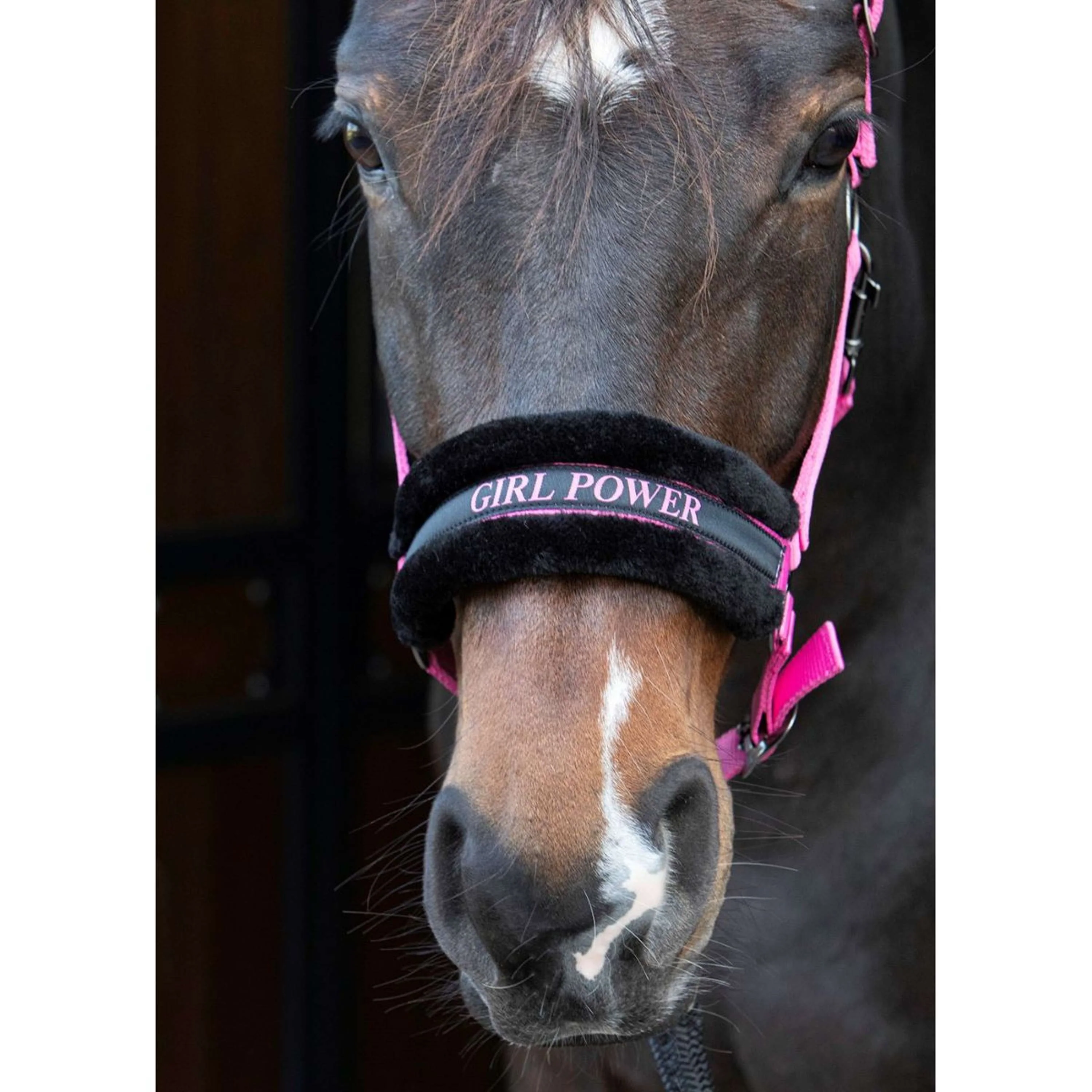 Harry's Horse Halfter Lyrics Quotes Rosa - Image 2