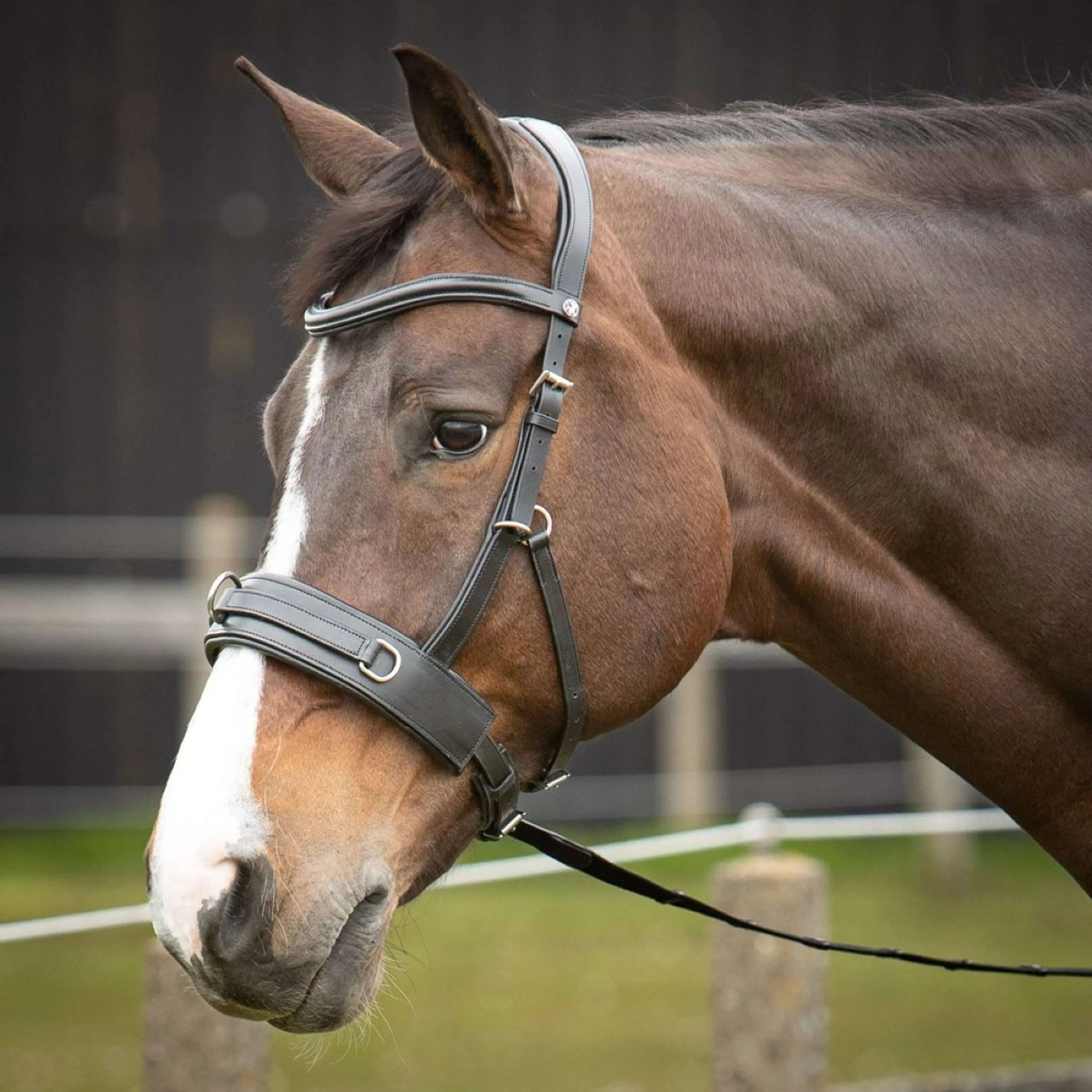 Harry's Horse Kapzaum Comfort Leder Schwarz - Image 5