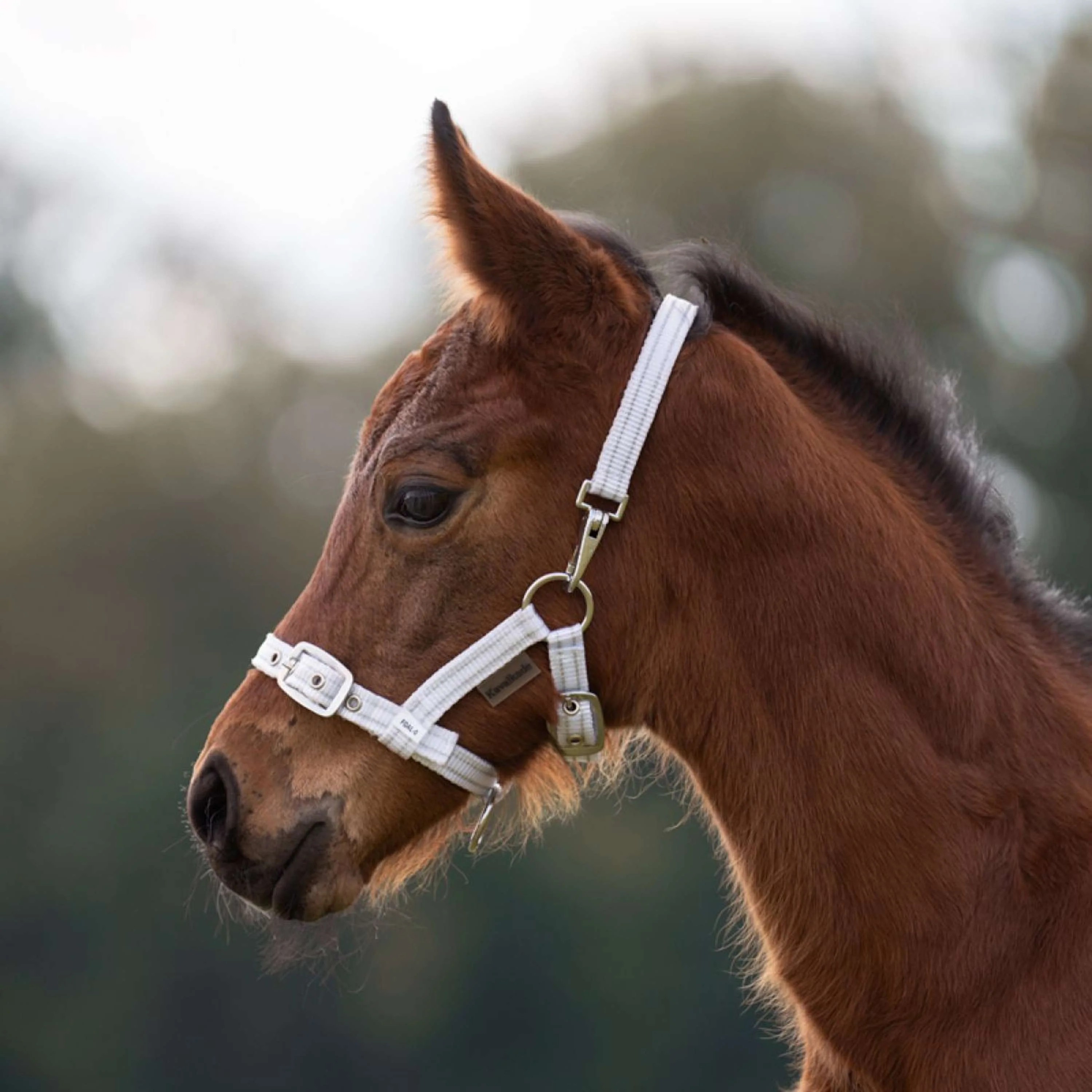 Kavalkade Halfter Foal/Yearling Weiß Silber - Image 4