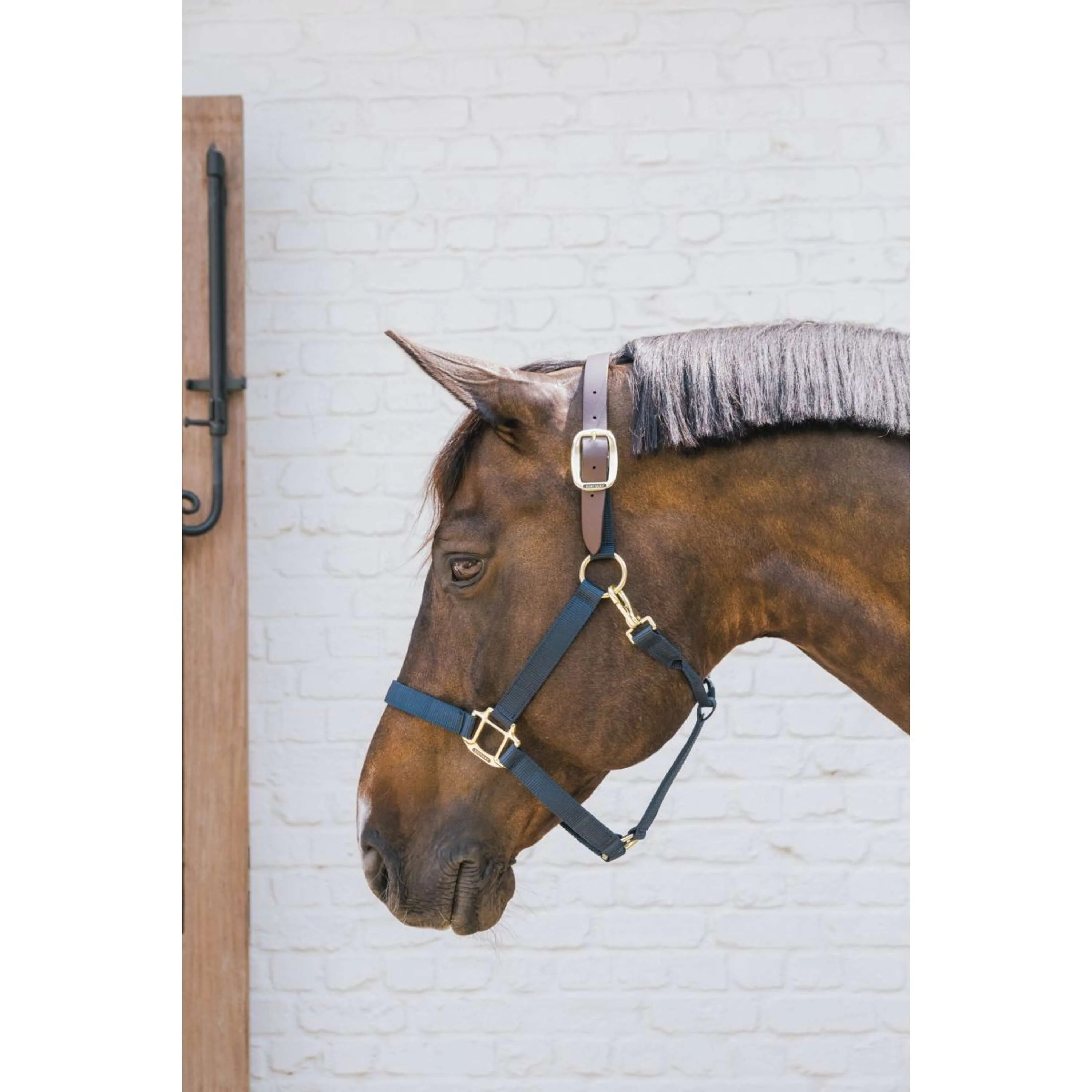 Kentucky Halfter Nylon Breakaway Navy - Image 2