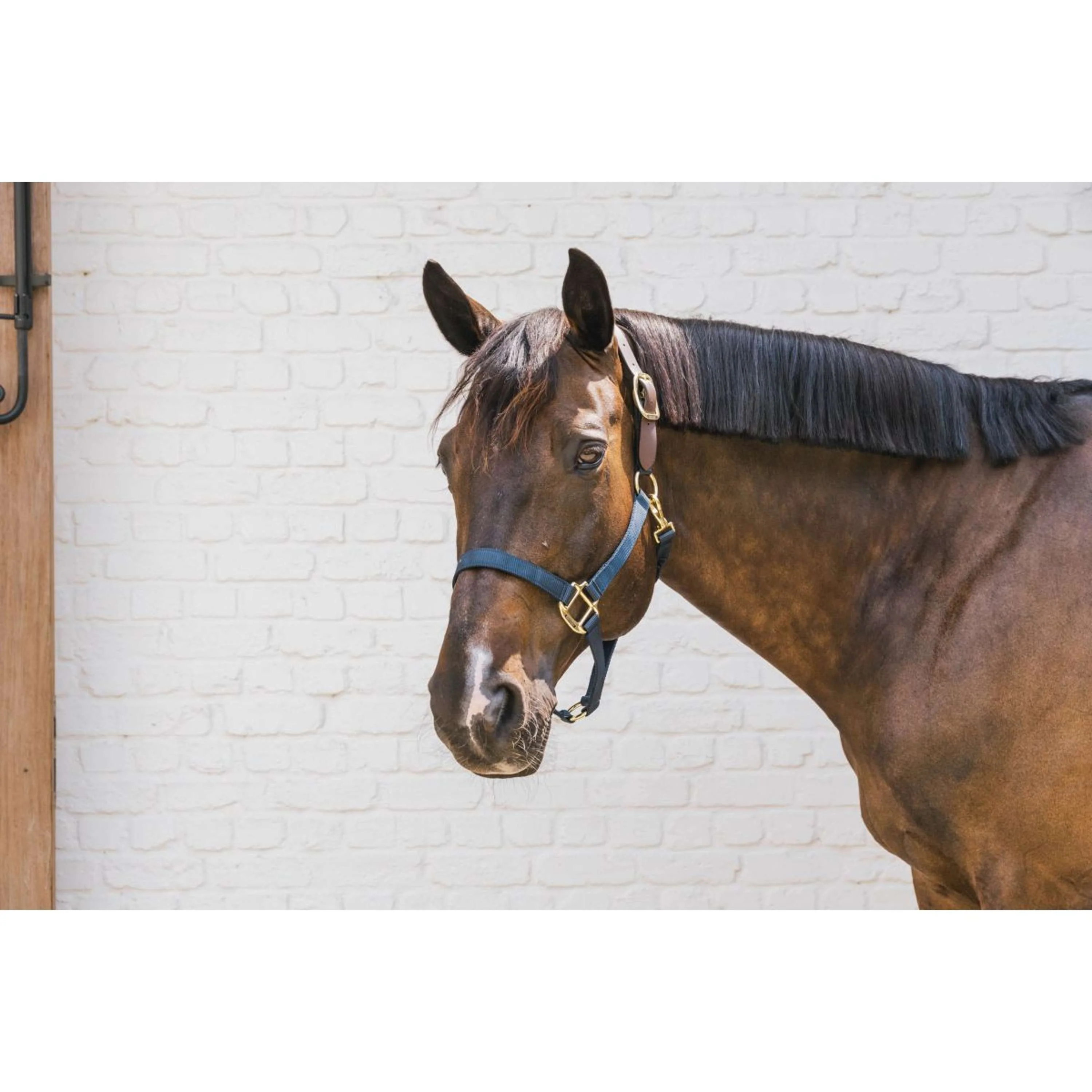 Kentucky Halfter Nylon Breakaway Navy - Image 3