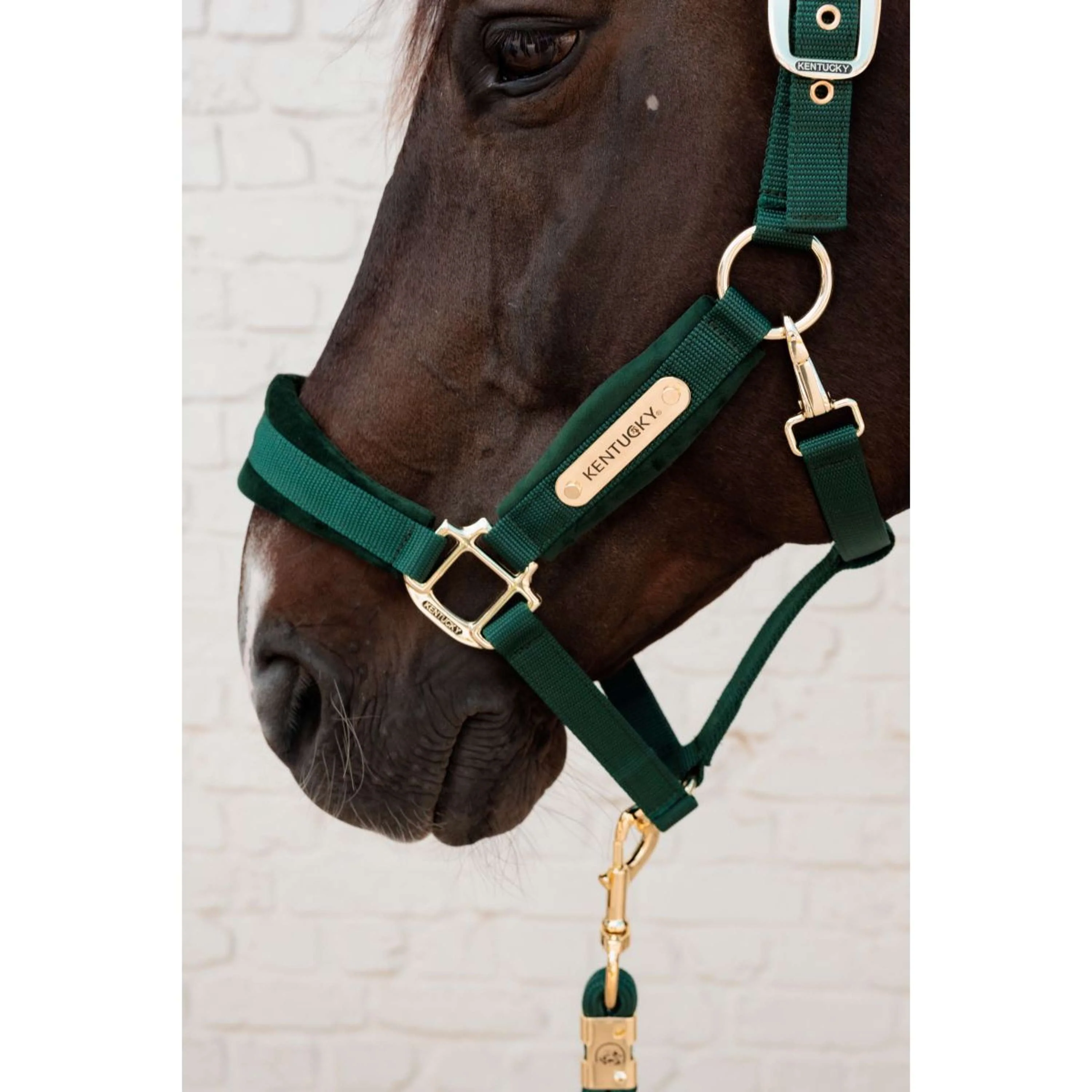 Kentucky Halfter Velvet Pine Green - Image 3