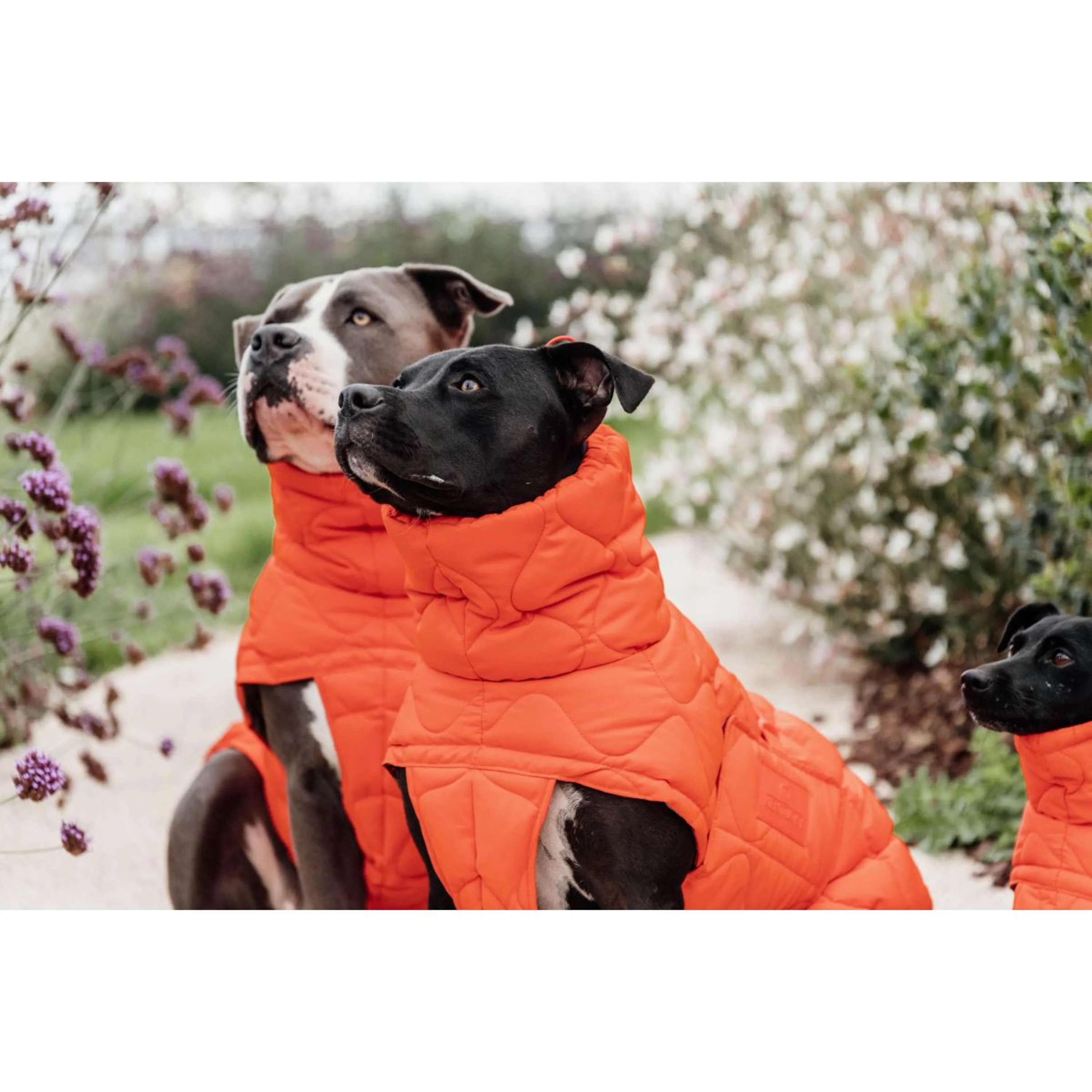 Kentucky Hundedecke Winter Pina 160g Orange - Image 4
