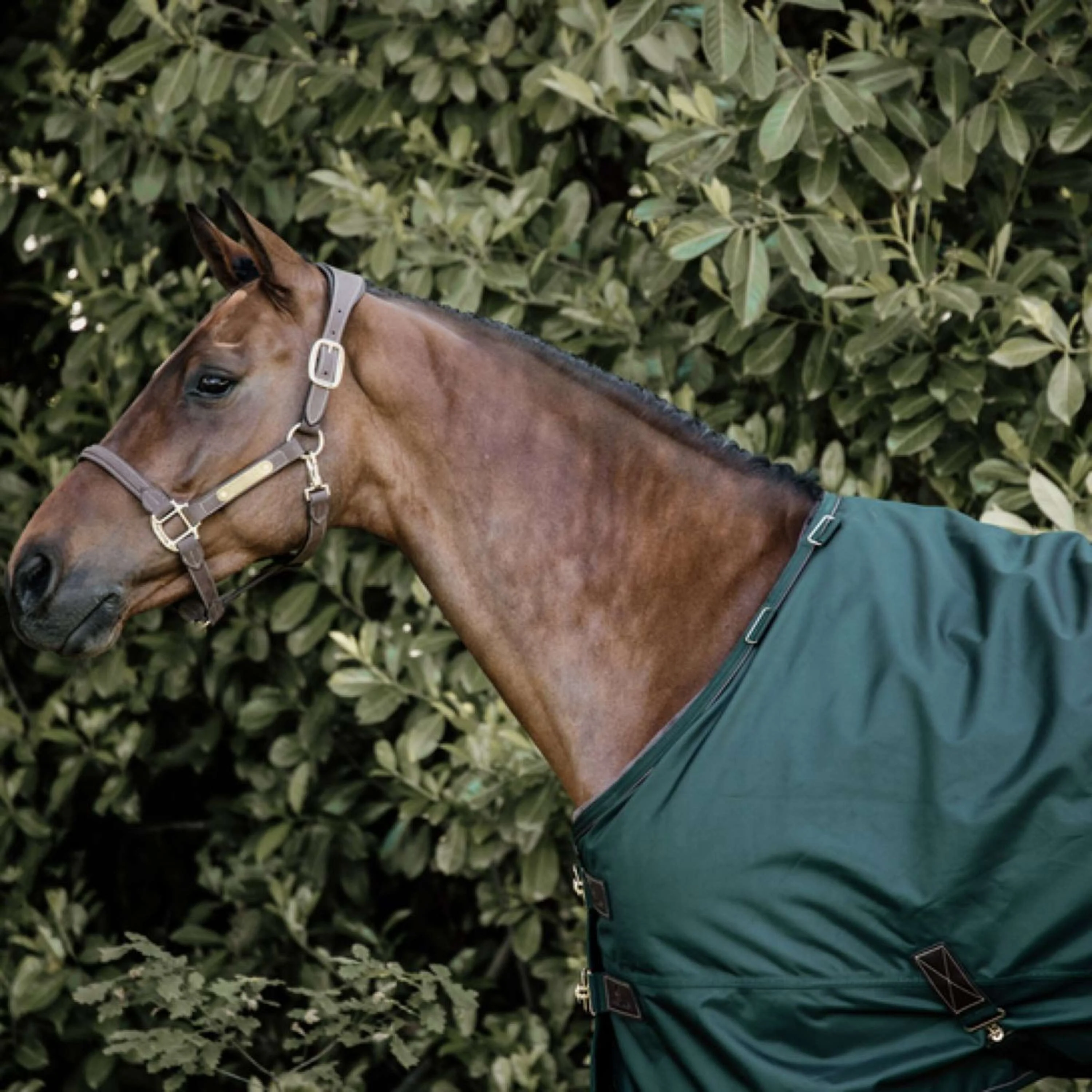 Kentucky Turnout All Weather 160g Dunkelgrün - Image 2