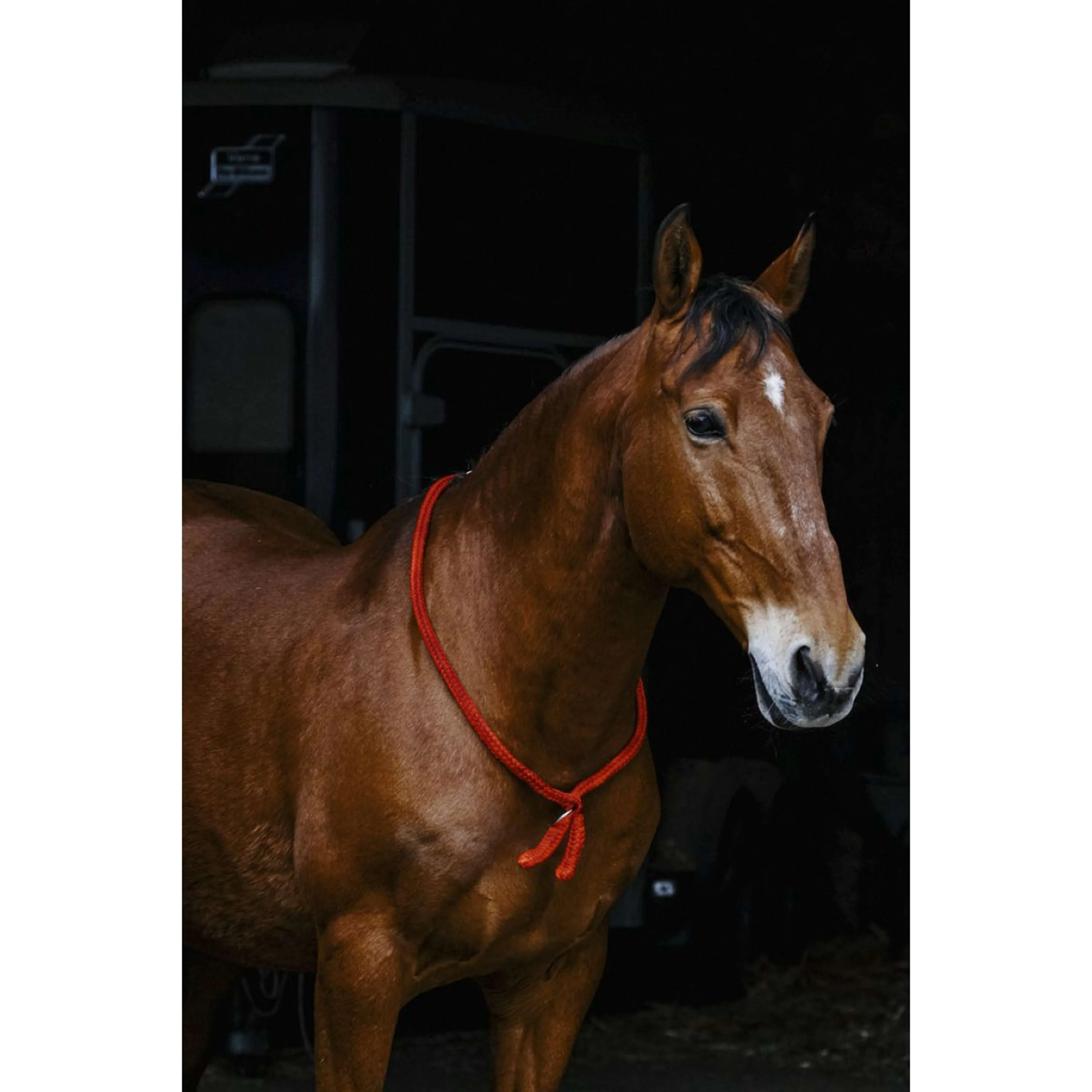 Norton Neckrope Rot - Image 2