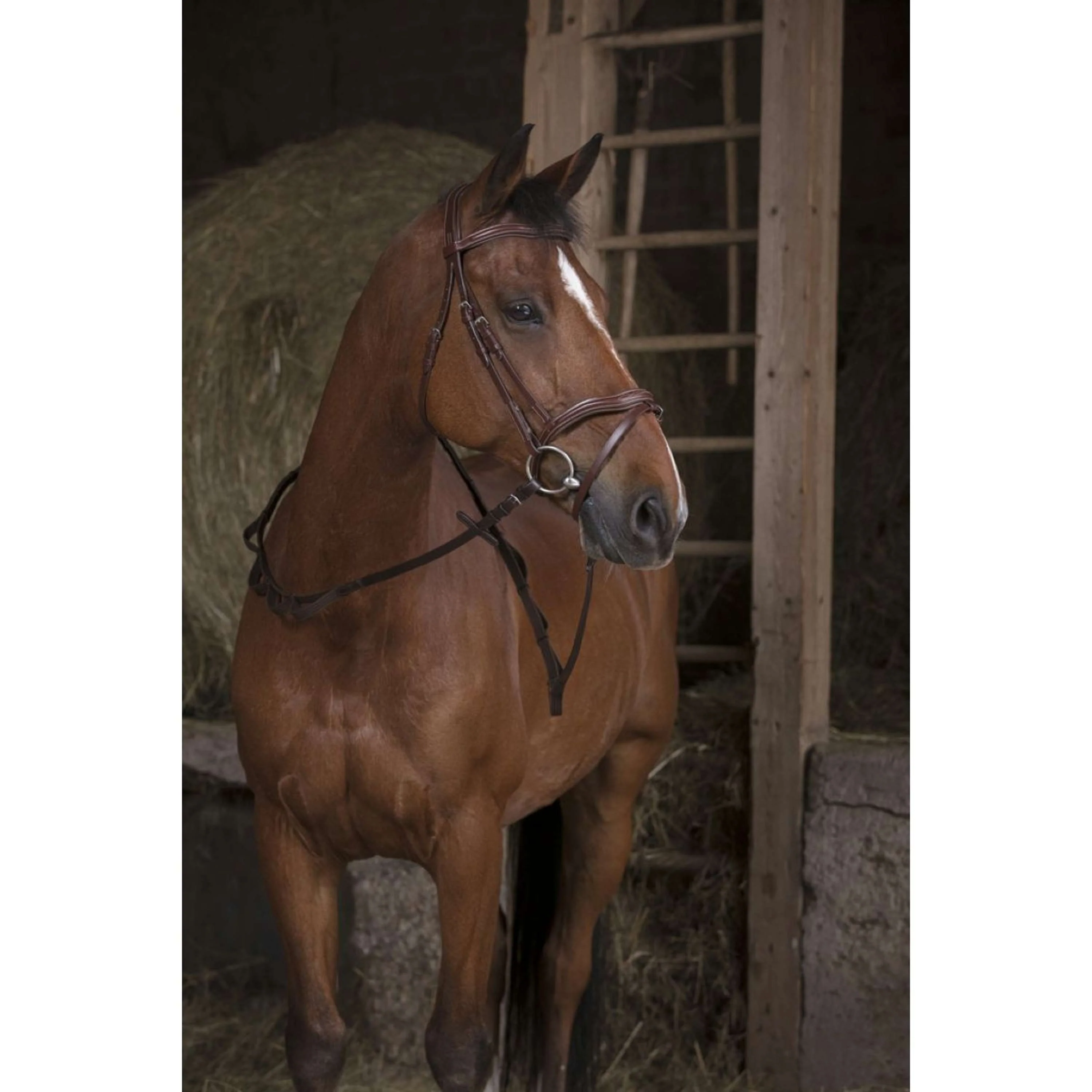 Norton Zügel Pro Hunting mit Griffen Havanna - Image 2
