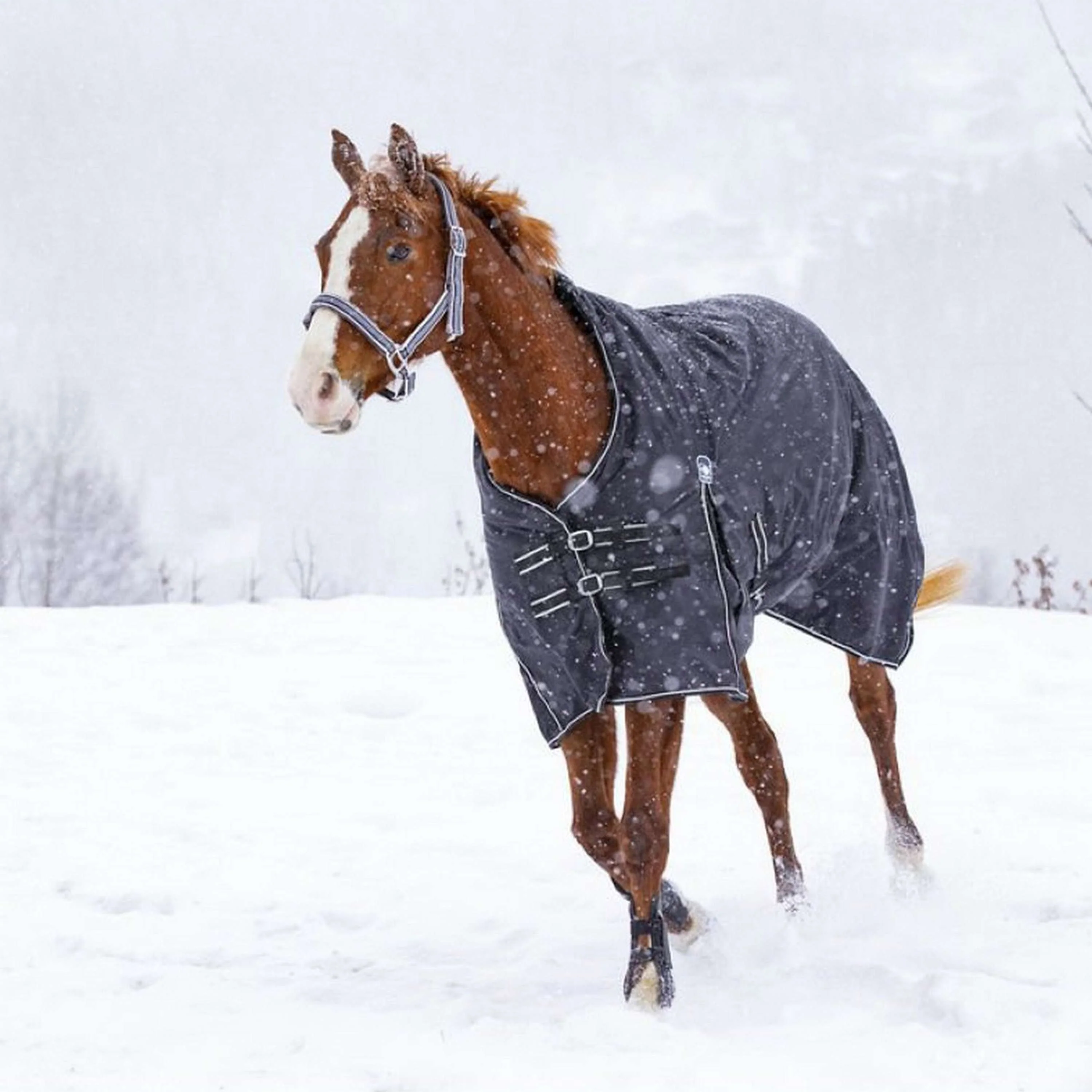 Riding World Outdoordecke Oxford 220g Schwarz - Image 3