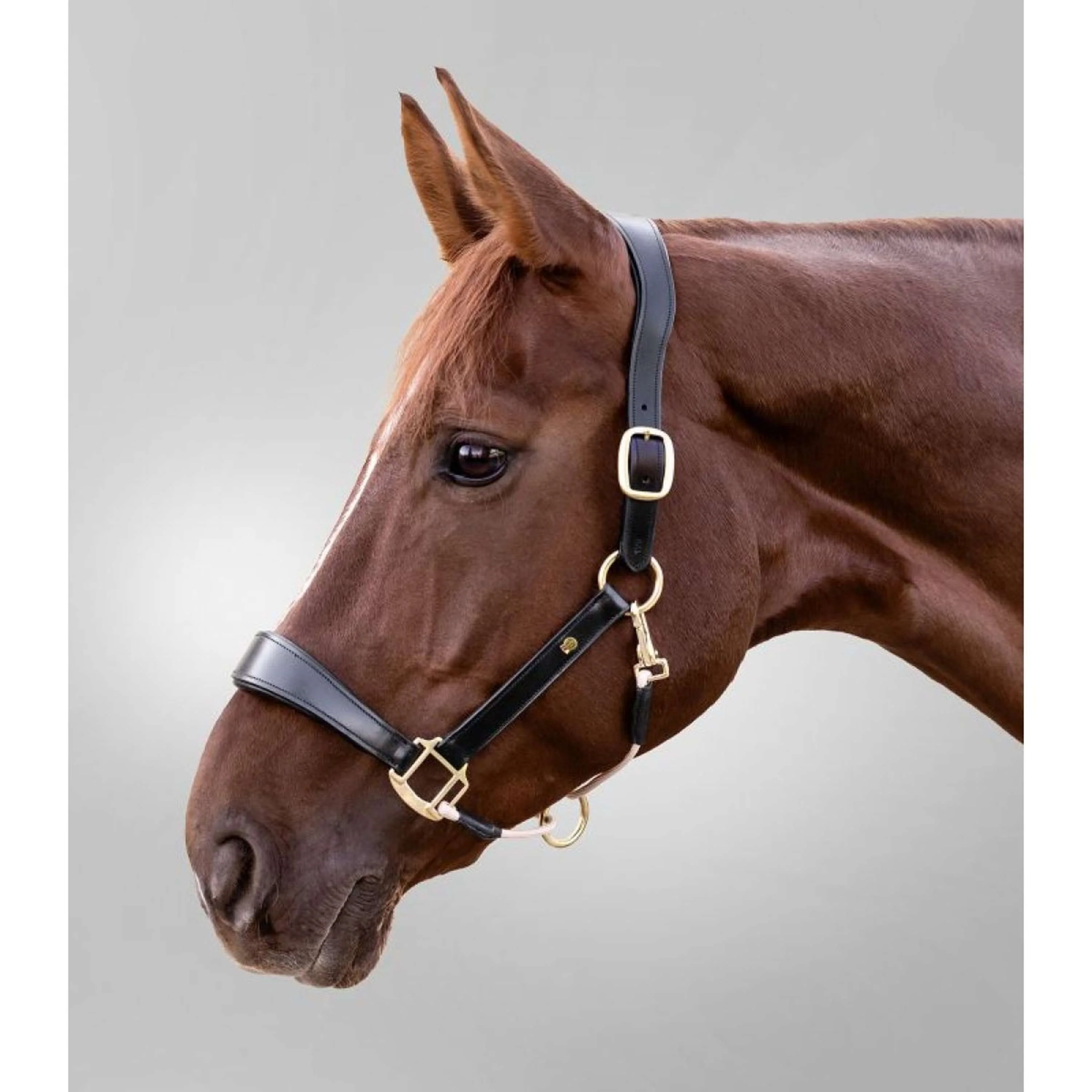 Waldhausen Halfter S-Line Leather Schwarz - Image 2